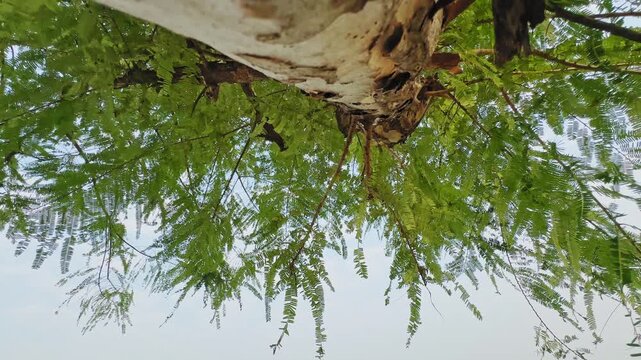 Upward view of Phyllanthus emblica showing its textured trunk and soft green foliage against the bright sky, creating a calm natural scene