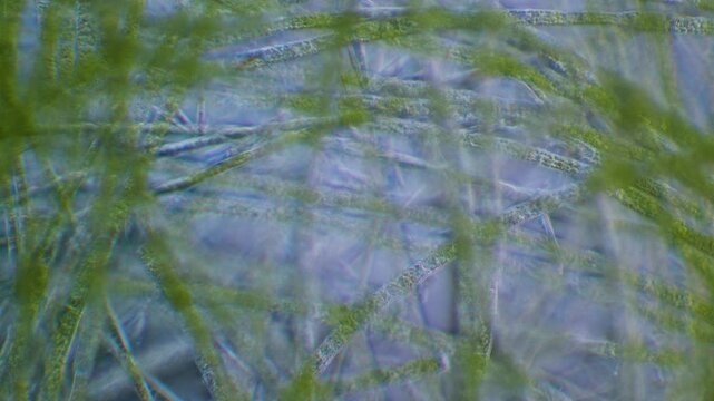 Filamentous green algae under microscope