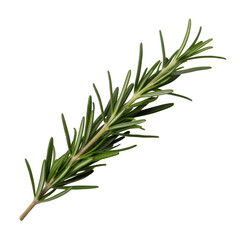 Fototapeta premium Fresh green rosemary sprig isolated on a transparent background