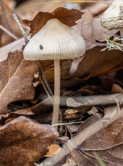 Mycena galericulata, common bonnet  on natural forest background.