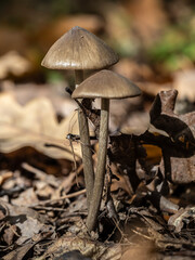 Wild mushroom in the deep forest. 