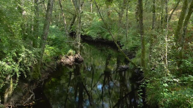 Small River In The Protected Nature Of Casta&ntilde;os de Francos In Maceda, Province of Ourense, Spain. Pullback Shot