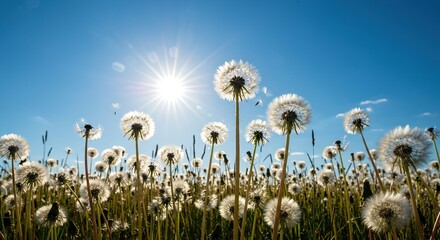 A sprawling field of sunlit dandelions turning into fluffy white seed heads against a bright blue summer sky, ready for dispersal in nature ,peaceful ,white ,seasonal