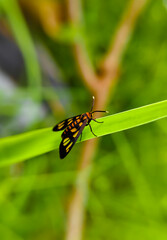 wasp moth or Hübner or grass-dwelling moth (Amata huebneri)