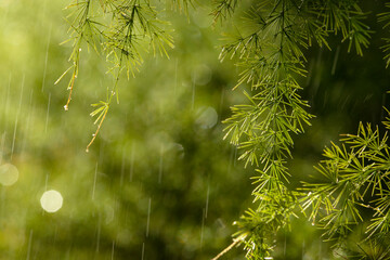 Pine Tree Needles in the Rain with Bokeh Background