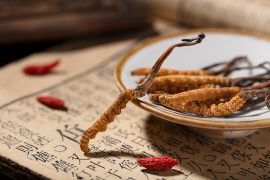 Cordyceps Sinensis for Traditional Chinese Medicine