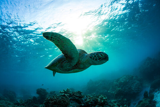 A beautiful green sea turtle swimming over coral reef in a shallow lagoon. Photographed on a bright warm sunrise in the tropical clear waters on the Great Barrier Reef, Qld Australia. - Powered by Adobe
