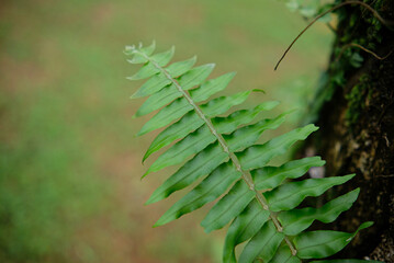 A close-up photo of a fresh green fern frond with evenly spaced leaflets, captured outdoors against a soft blurred natural background.
