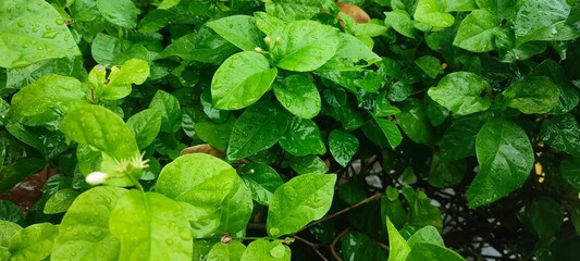 Glossy green leaves covered in rainwater form a fresh, vibrant natural scene. Dewy surfaces and rich colors create a cool, refreshing atmosphere after rainfall.