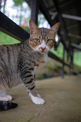 A close-up portrait of a tabby cat sitting calmly and looking directly at the camera