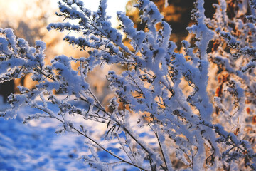 A calm, frozen winter scene. Amazing nature background. Frozen grass at sunrise close up. Winter wonderland. Idyllic nature. Beauty in north nature, frozen wood.