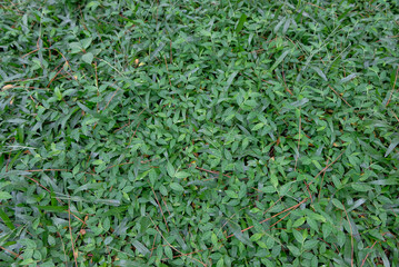 A dense patch of green ground-covering grass and small leaves, creating a natural textured background in an outdoor environment.
