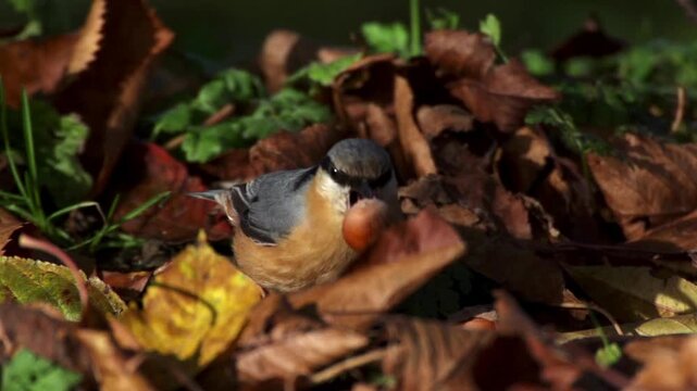 Slow-motion footage of a nuthatch discovering and picking up a nut among colorful autumn leaves