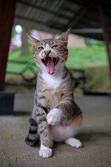 A close-up shot of a playful tabby cat yawning with its mouth wide open while lifting one paw.