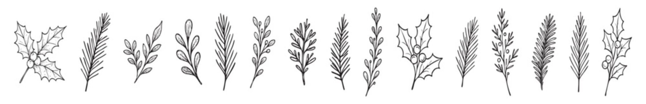 Black and white illustration of various holiday foliage, including holly and pine sprigs, isolated on white background. concept of christmas, new year, seasonal decor, nature, design element