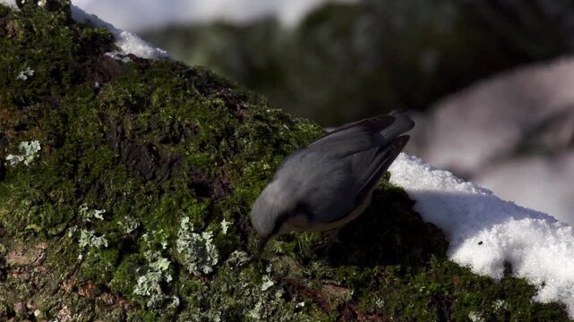 slow-motion of nuthatch hammering its beak into bark while foraging