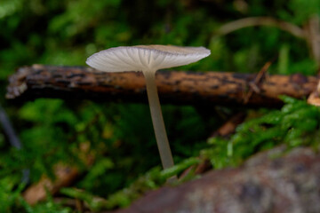 Wild Forest Mushrooms on Moss – Macro Close-Up