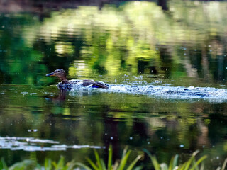 Wiosenny poranek na śródleśnym stawie. Spłoszona kaczka krzyżówka (Anas platyrhynchos) udaje ranną aby odwieś napasnika od swoich małych kaczątek. © JDziedzic