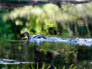 Wiosenny poranek na śródleśnym stawie. Spłoszona kaczka krzyżówka (Anas platyrhynchos) udaje ranną aby odwieś napasnika od swoich małych kaczątek. © JDziedzic