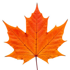 Stunning autumn maple leaf showing vibrant fall color