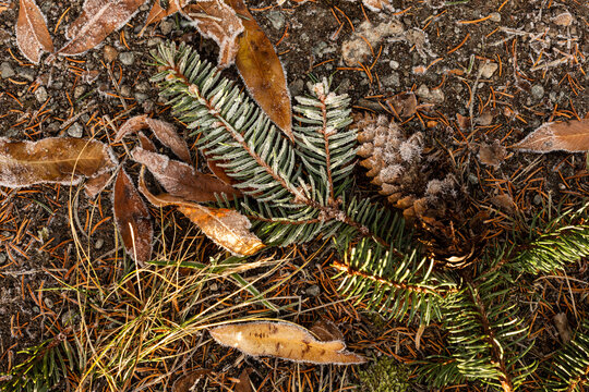 Branche de sapin et pomme de pin givr&eacute;s entour&eacute;s de feuilles brunes pos&eacute;s sur le sol, gros plan vue du dessus, sol de sous-bois d'automne hiver 