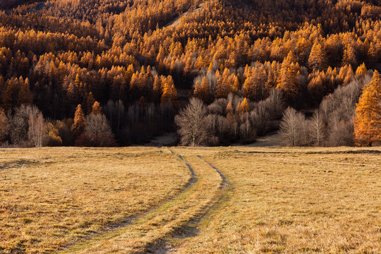 Paysage d'automne ensoleill&eacute; avec des arbres orange flamboyant dans la moiti&eacute; sup&eacute;rieure de l'image, un grand pr&eacute; avec un chemin menant &agrave; la for&ecirc;t dans la moiti&eacute; inf&eacute;rieure de l'image