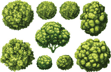 Top view flat vector set of garden plants and flowers isolated on transparent background. PNG file