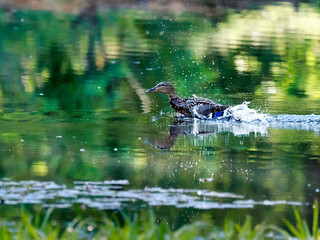 Wiosenny poranek na śródleśnym stawie. Spłoszona kaczka krzyżówka (Anas platyrhynchos) udaje ranną aby odwieś napasnika od swoich małych kaczątek. © JDziedzic