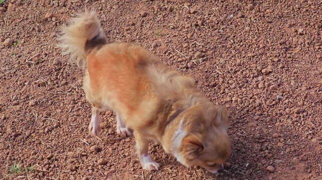 Pomeranian dog walking around outside.