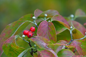 果実が真っ赤になったハナミズキ