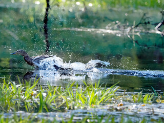 Wiosenny poranek na śródleśnym stawie. Spłoszona kaczka krzyżówka (Anas platyrhynchos) udaje ranną aby odwieś napasnika od swoich małych kaczątek. © JDziedzic