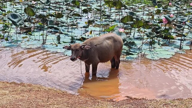 Thai water buffalo in a lake.