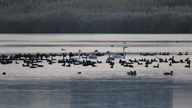 Wild ducks on the lake. Birds swim in the water, eat and preen their feathers. Evening shadows, setting sun. Sunset. Golden hour. Atmospheric B-roll. Wildlife. Slow motion