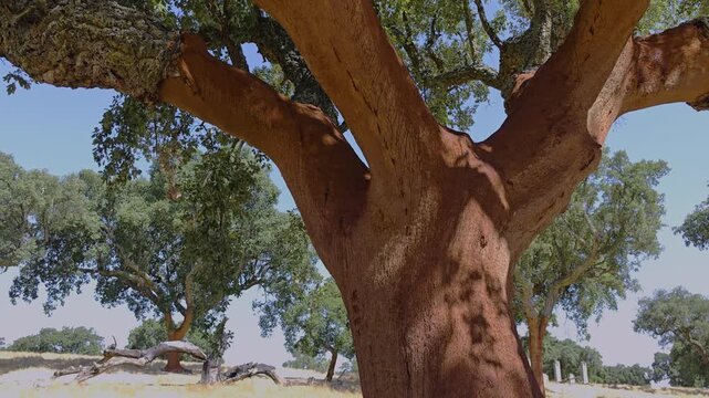 Cork oak trees farm.  Oak trunks are freshly stripped, revealing its reddish core.