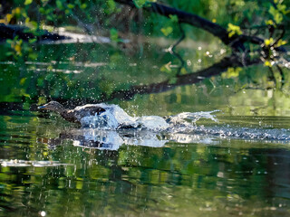 Wiosenny poranek na śródleśnym stawie. Spłoszona kaczka krzyżówka (Anas platyrhynchos) udaje ranną aby odwieś napasnika od swoich małych kaczątek. © JDziedzic