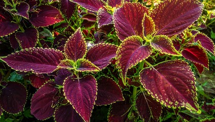 Close-up captures vibrant burgundy leaves with chartreuse edging