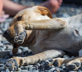 A dog laying on the ground with its paws up