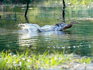 Wiosenny poranek na śródleśnym stawie. Spłoszona kaczka krzyżówka (Anas platyrhynchos) udaje ranną aby odwieś napasnika od swoich małych kaczątek. © JDziedzic