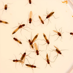 Mosquitoes in a Petri Dish: Close-Up View