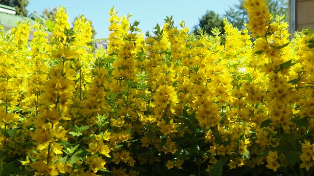 Lysimachia punctata, tdotted loosestrife, large yellow loosestrife, circle flower, or spotted loosestrife, is flowering plant species in family Primulaceae. Rhizomatous perennial herbaceous plant