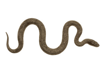 Curled brown snake body with detailed scales isolated on white background