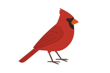 Profile view of bright red male northern cardinal bird with prominent crest
