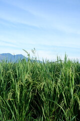 Fototapeta premium Serene Close Up Rice Paddy Field Scenery with Mountain Backdrop