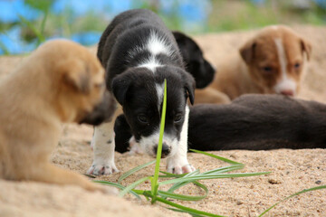 Cute Black Puppy Exploring Outdoors