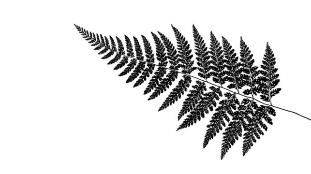 Isolated green fern leaf from nature's summer forest foliage for a vector design illustration