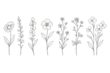 Six delicate hand drawn botanical line art flowers and herbs collection