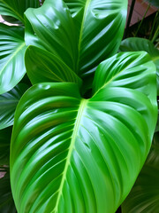 The big green leaves of Philodendron Dean McDowell, a popular tropical plant