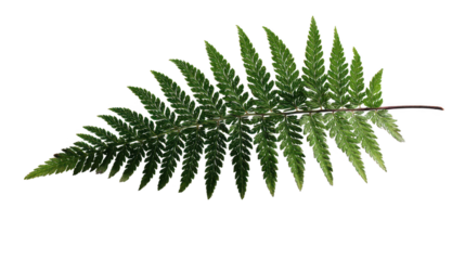 Christmas fern leaf and evergreen fir tree branch nature pattern isolated on white background