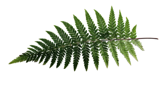Christmas fern leaf and evergreen fir tree branch nature pattern isolated on white background