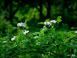 Kwitnące krzewy Róży  dzikiej (Rosa canina L.) na śródleśnych polanach w porannym słońcu. Kwitnące krzewy dzikiej róży w leśnej scenerii w skąpym porannym świetle wyglądaj bardzo okazałe i sa piękne © JDziedzic
